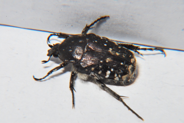 Oxythyrea funesta